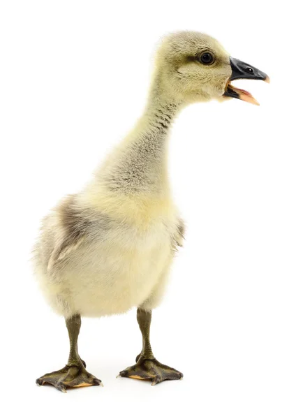 Weinig gosling geïsoleerd. — Stockfoto