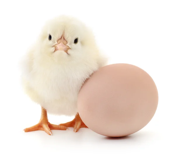 鶏と卵 — ストック写真