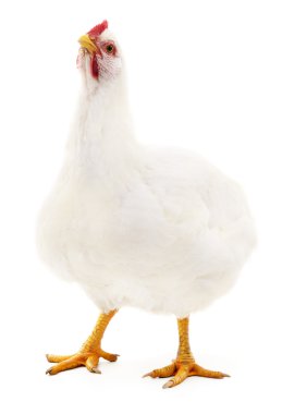 Beyaz tavuk izole.