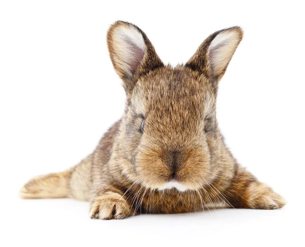 Bruin konijn. — Stockfoto