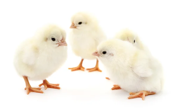 Cuatro polluelos lindos . —  Fotos de Stock