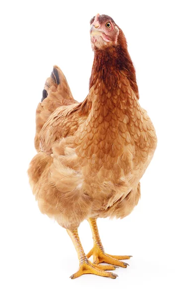 Brown hen isolated. — Stock Photo, Image