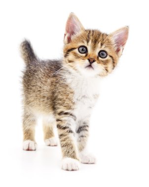 Beyaz zemin üzerinde kedi yavrusu.