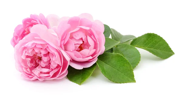 Drie roze rozen. — Stockfoto