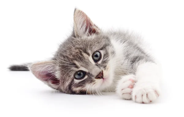 Kitten op witte achtergrond. — Stockfoto