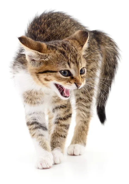 Gatinho no fundo branco. — Fotografia de Stock