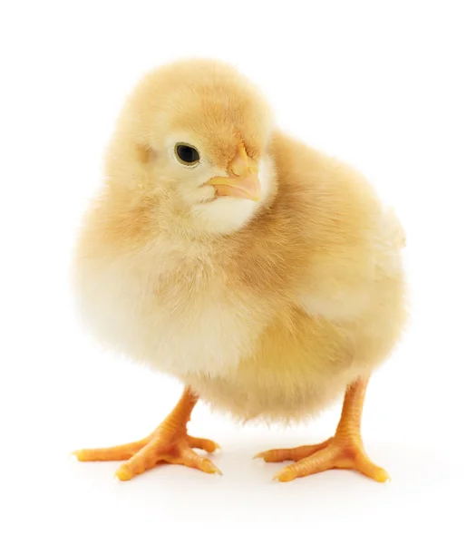 Lille gul kylling - Stock-foto