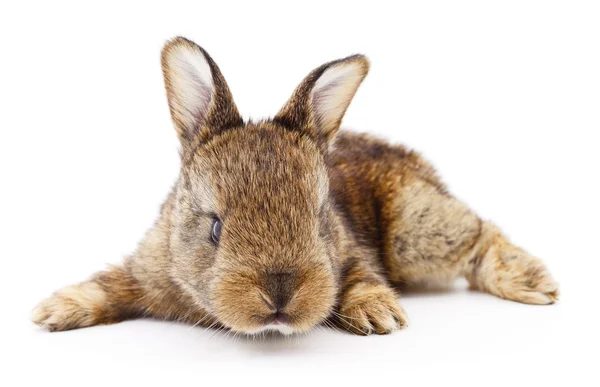 Bruin konijn. — Stockfoto