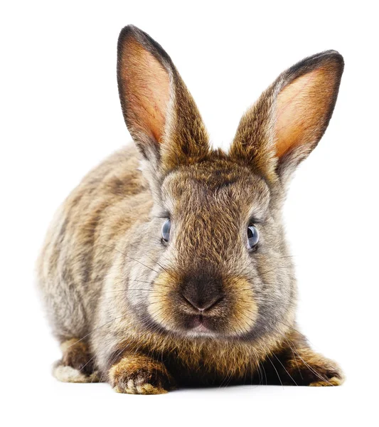 Conejo marrón conejo . —  Fotos de Stock