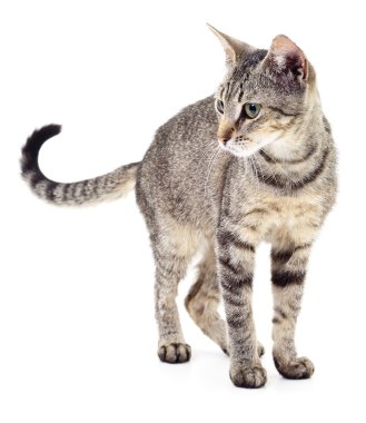 Beyaz zemin üzerinde kedi yavrusu.