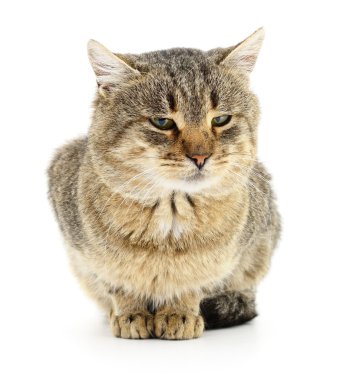 Beyaz arka plandaki kedi