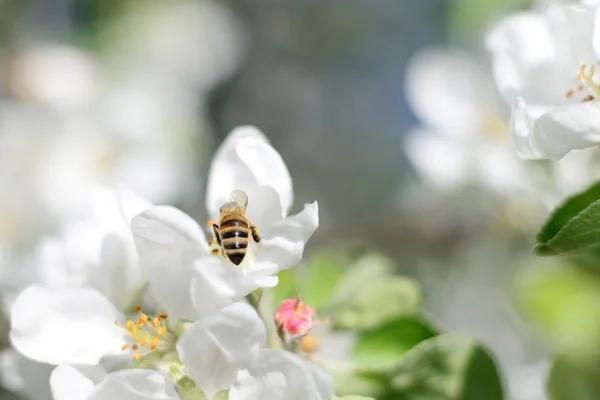 Ape da miele e fiori bianchi — Foto Stock