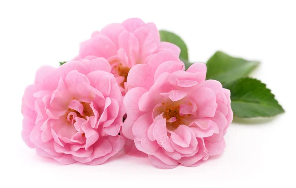 Schöne rosa Rosen. — Stockfoto