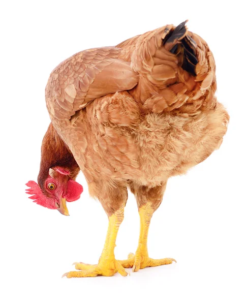 Brown hen isolated. — Stock Photo, Image