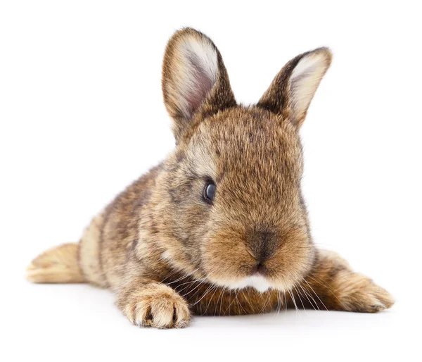 Коричневый кролик . — стоковое фото