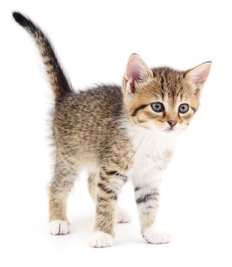 Beyaz zemin üzerinde kedi yavrusu.