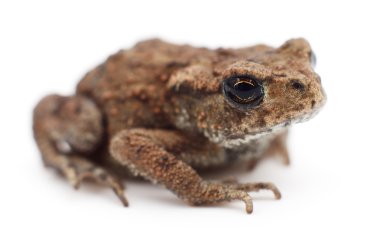 Küçük kahverengi kurbağa.