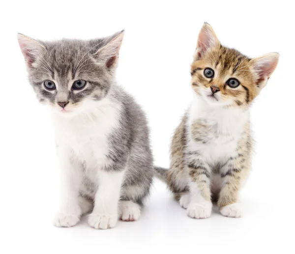 Dois gatinhos pequenos — Fotografia de Stock