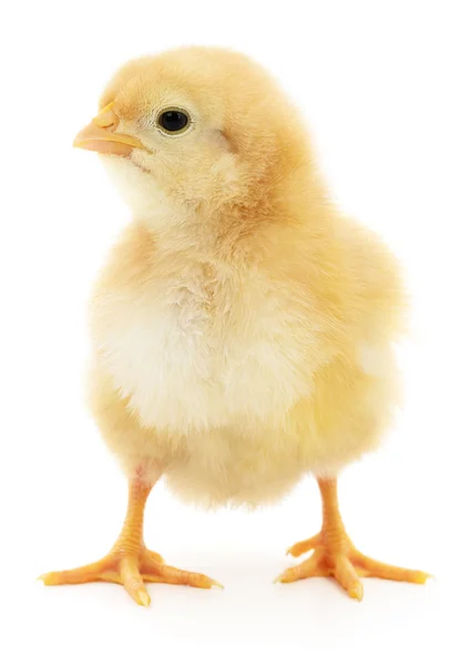 Small yellow chicken — Stock Photo, Image