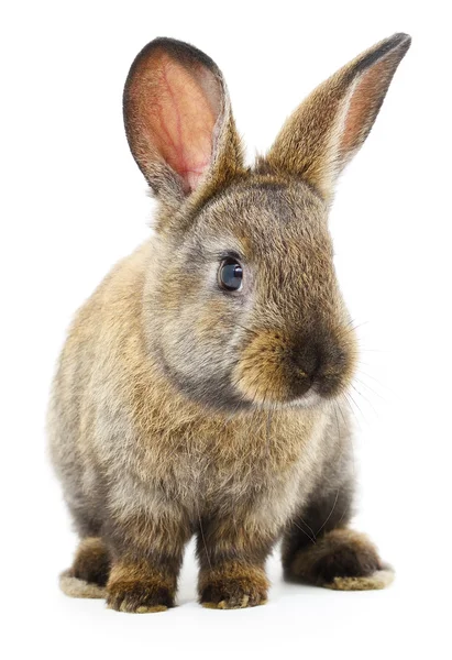 Brown bunny rabbit. — Stock Photo, Image