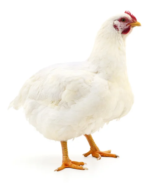 Gallina blanca aislada . — Foto de Stock