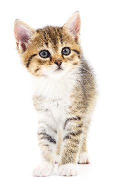 Beyaz zemin üzerinde kedi yavrusu.