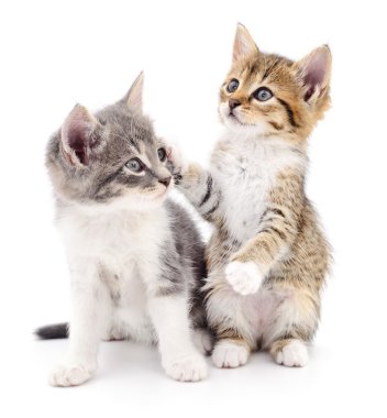 iki küçük yavru kedi 