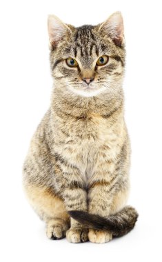 Beyaz zemin üzerinde kedi yavrusu.