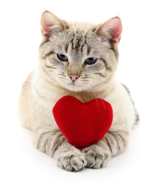 Kırmızı kalpli kedi..