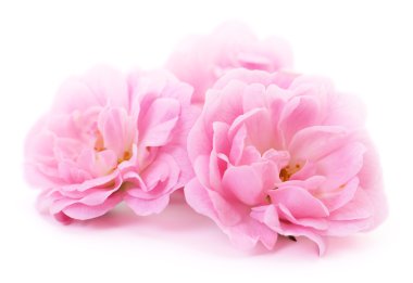 Güzel pembe güller.