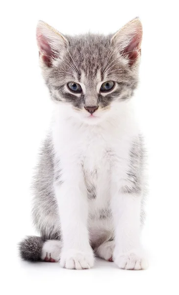 Kitten op witte achtergrond. — Stockfoto