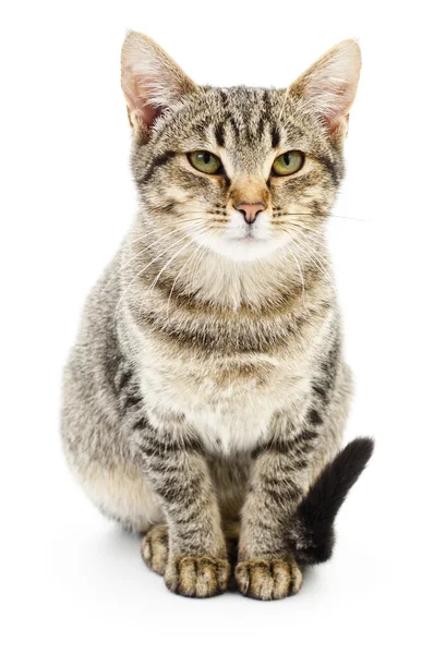 Kitten on white background. — Stock Photo, Image