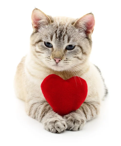 Gato con corazón rojo. — Foto de Stock