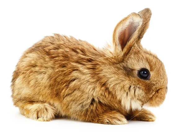 Brown bunny rabbit. — Stock Photo, Image