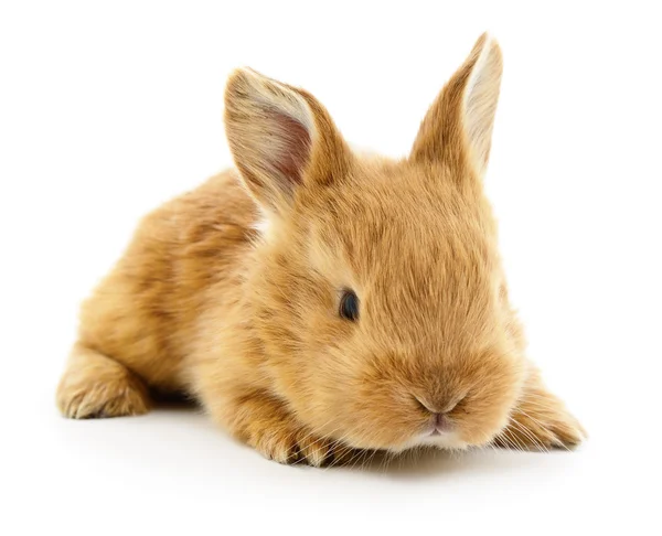 Bruin konijn. — Stockfoto