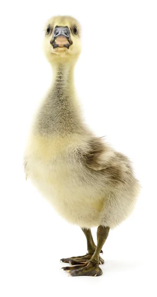 Little gosling isolated. — Stock Photo, Image