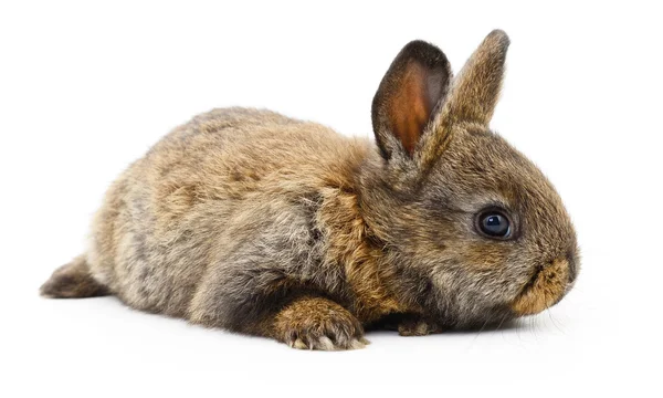 Bruin konijn. — Stockfoto