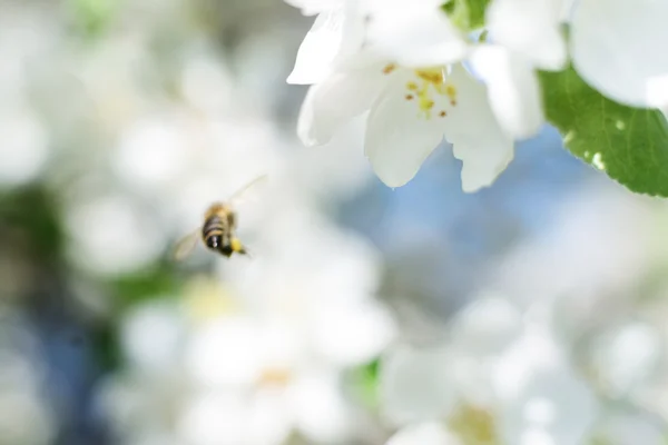 Ape da miele e fiori bianchi — Foto Stock