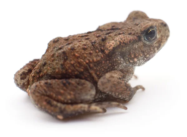 Small brown frog. — Stock Photo, Image