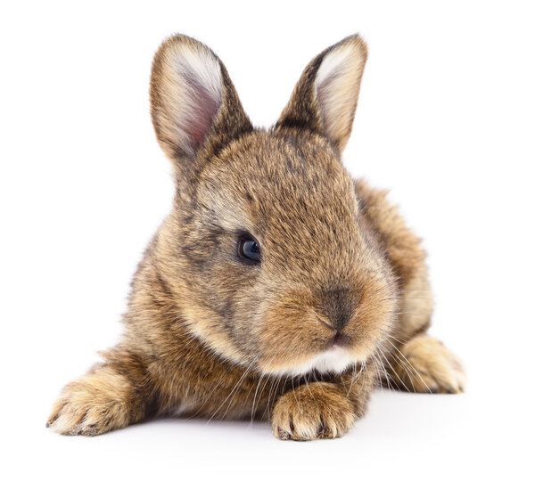 Коричневый кролик
.