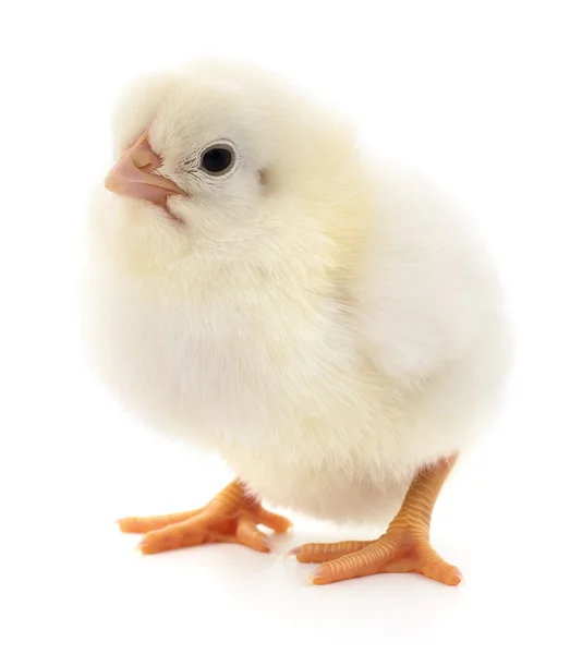 Small yellow chicken — Stock Photo, Image