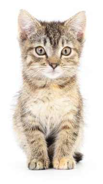 Beyaz zemin üzerinde kedi yavrusu.