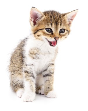 Beyaz zemin üzerinde kedi yavrusu.