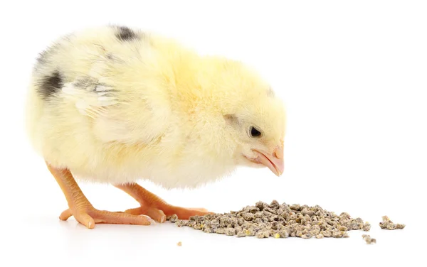 Pollo del bambino che mangia — Foto Stock