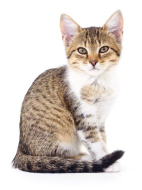 Beyaz zemin üzerinde kedi yavrusu.