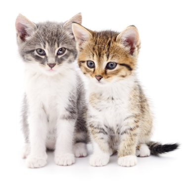 iki küçük yavru kedi 