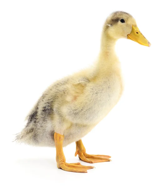 One yellow duckling — Stock Photo, Image