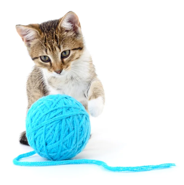 Cat with ball of yarn — Stock Photo, Image