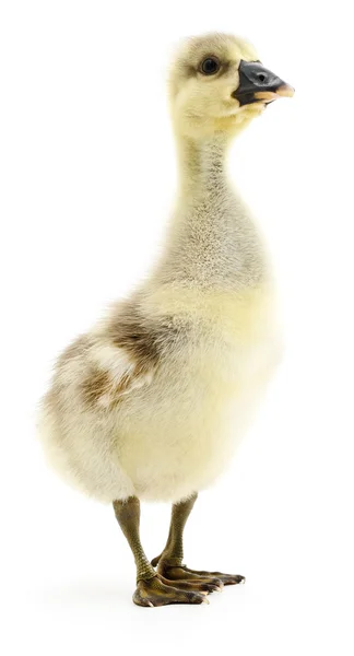 Petit gosling isolé . — Photo