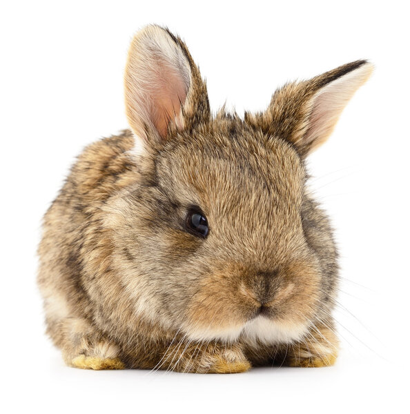 Коричневый кролик
.